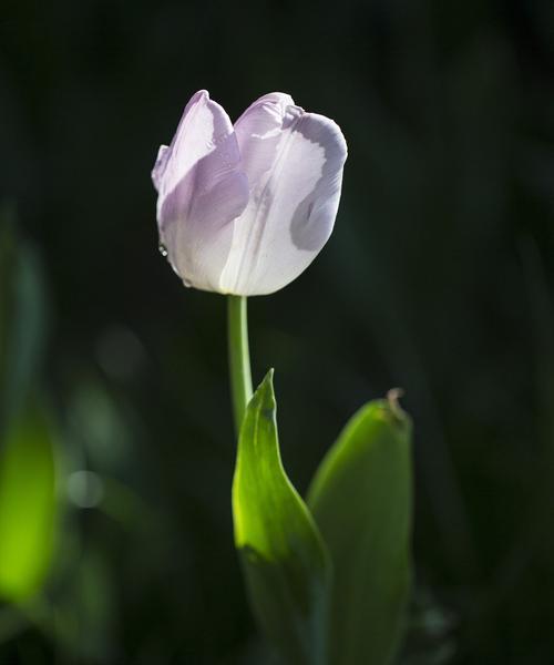 黑色郁金香花语（探究黑色郁金香的意义和象征）
