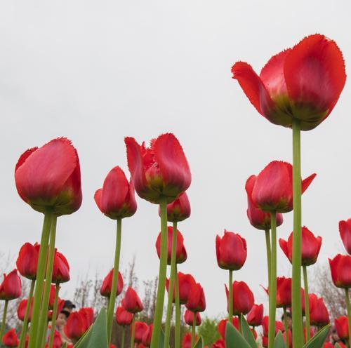 黑色郁金香花语（探究黑色郁金香的意义和象征）
