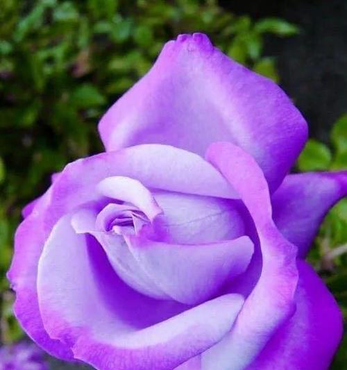 紫色玫瑰花语及其寓意（解读紫色玫瑰的八种含义）
