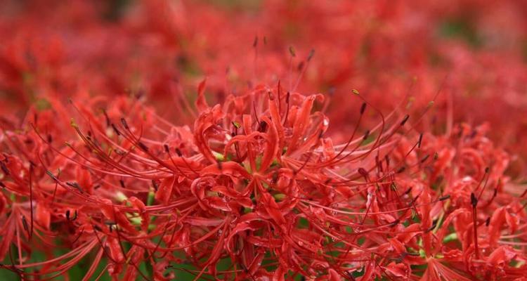 曼珠沙华花语与寓意（探秘这朵神秘的花朵）
