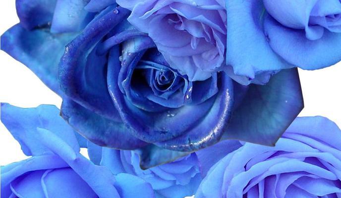 蓝玫瑰的花语（探寻蓝色情感的含义）
