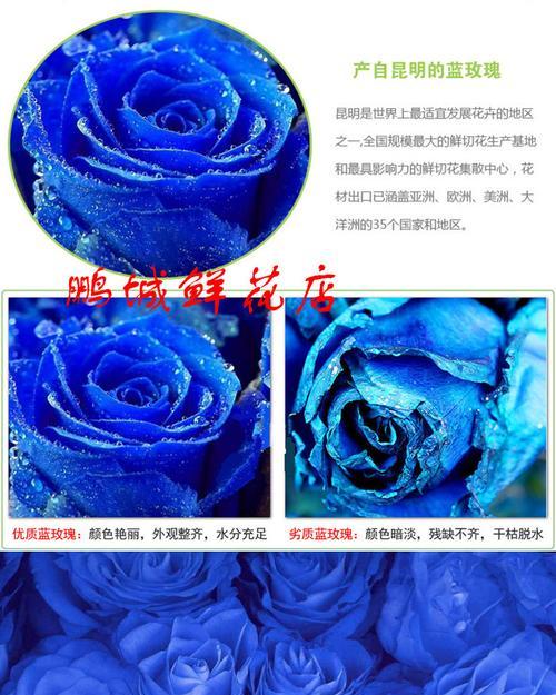 蓝玫瑰的花语（探寻蓝色情感的含义）
