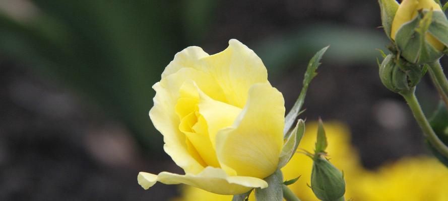 揭秘黄玫瑰的真正花语（解析黄玫瑰的象征意义与文化内涵）
