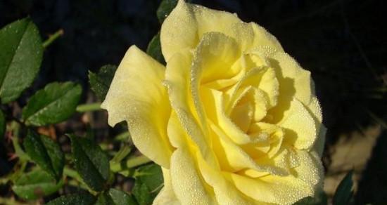 送女人黄玫瑰的含义（黄玫瑰所代表的情感和象征意义）
