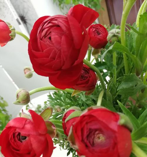 花毛茛——秋日缤纷的花语（探寻花毛茛所蕴含的八种意义）
