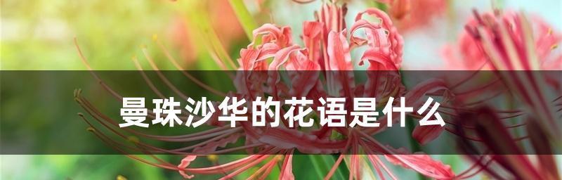 曼珠沙华之花语与寓意（探秘这朵傲然挺立于山峰之巅的“华丽”）
