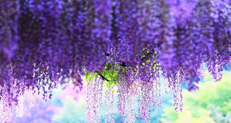 怡人清香，寄托思念——紫藤花的花语与寓意（缤纷多彩、美丽动人，花间传递着深情厚谊）
