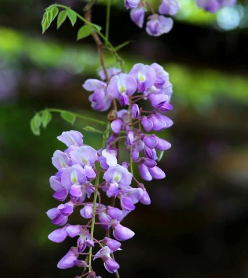 怡人清香，寄托思念——紫藤花的花语与寓意（缤纷多彩、美丽动人，花间传递着深情厚谊）
