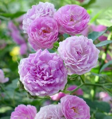 白蔷薇花语——纯洁、高贵、优雅（探寻白蔷薇的花语，品味优雅的情感表达）
