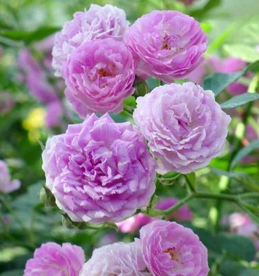白蔷薇花语——纯洁、高贵、优雅（探寻白蔷薇的花语，品味优雅的情感表达）
