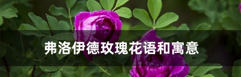 花开花落，玫瑰花的深意（探究玫瑰花的寓意和花语）
