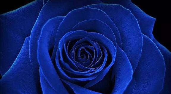 蓝色妖姬花语及其深层含义（解读蓝色妖姬的神秘意义，让你更深入了解这朵花的真正含义）
