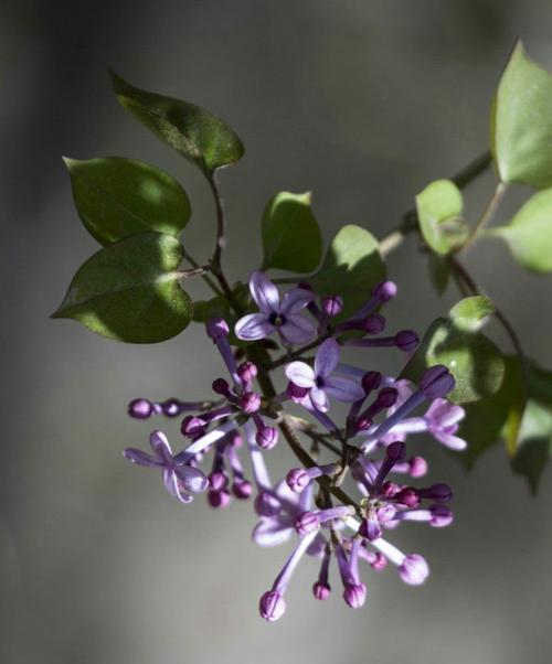 丁香花的花语和寓意（探寻丁香花的情感密码）
