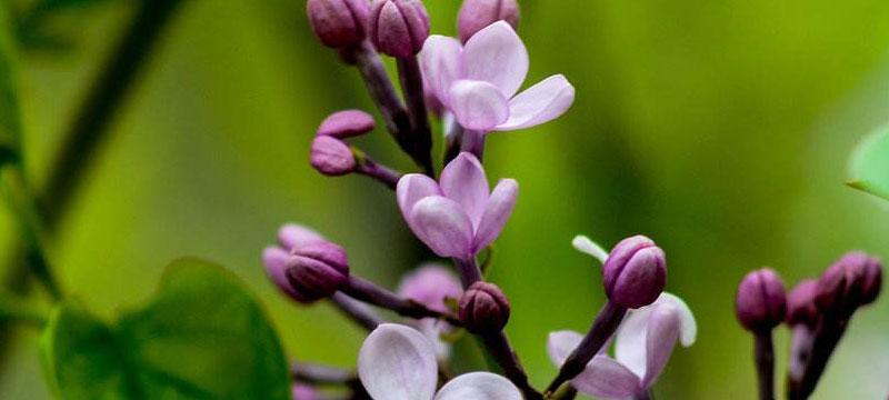 丁香花的花语和寓意（探寻丁香花的情感密码）
