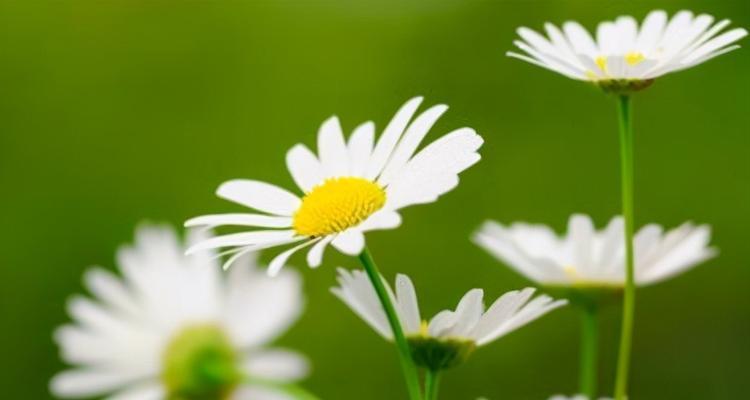 探寻雏菊的象征意义（从花语到文学，解析雏菊背后的美丽寓意）
