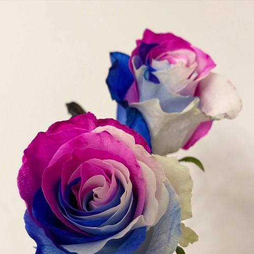 混色玫瑰花语-美丽的多彩人生（深入解读混色玫瑰花语，了解不同颜色所代表的含义）
