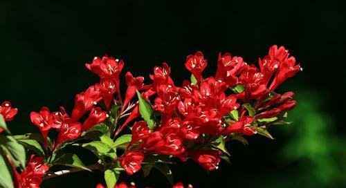 锦带花的寓意和花语（解读这种富有象征意义的美丽花卉）
