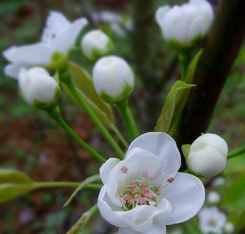 梨花的花语（解读梨花的寓意）
