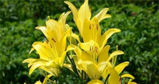 花语妙不可言的8种美丽花卉（揭秘花语，让花儿为你说话！）
