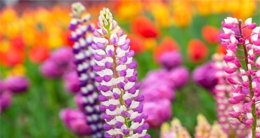 花语妙不可言的8种美丽花卉（揭秘花语，让花儿为你说话！）
