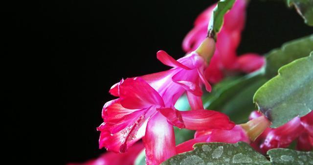 探寻蟹爪兰的花语（解读蟹爪兰的情感和寓意，了解这种美丽植物的更多信息）
