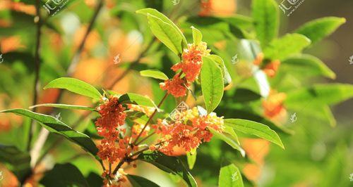 金桂花——祝福之花的花语与寓意（了解金桂花语，传递祝福之情；探寻金桂花的寓意，感受它的美好）
