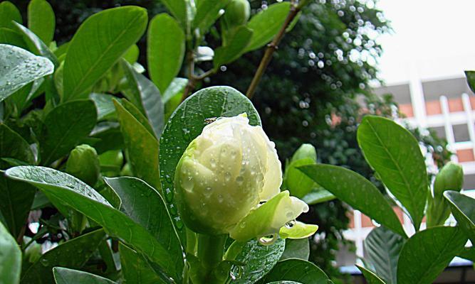 栀子花的寓意——纯真、美丽、忠诚（从花语、文学和文化视角解读栀子花的深刻寓意）
