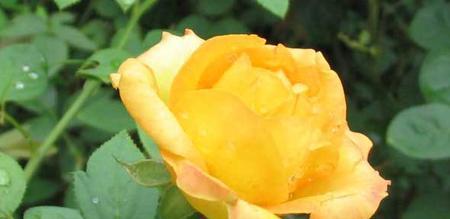 黄玫瑰的花语与寓意（传递温暖与幸福——黄玫瑰的象征意义）
