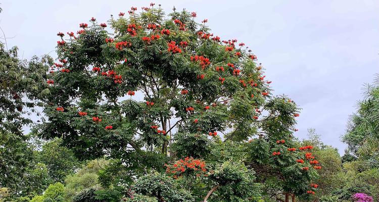 无忧花花语——传递爱与祝福的象征（以花言巧语表达内心真情，感动你我他）
