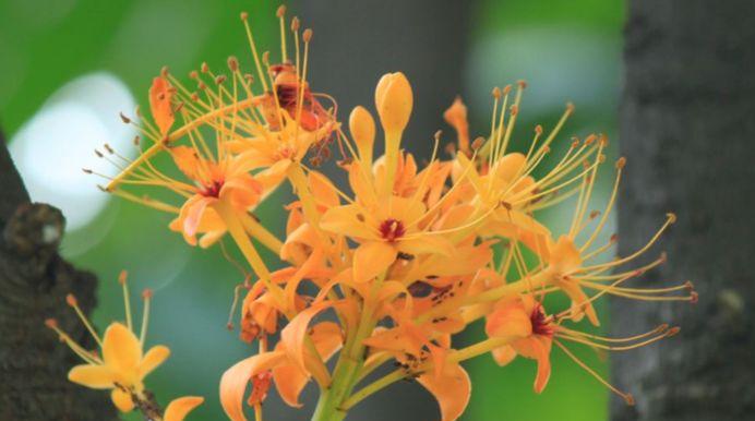 无忧花花语——传递爱与祝福的象征（以花言巧语表达内心真情，感动你我他）
