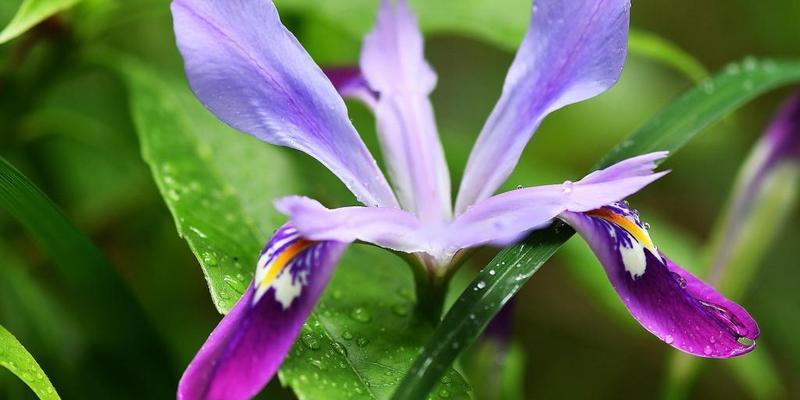 解密鸢尾花花语（探究不同颜色鸢尾花的独特意义）
