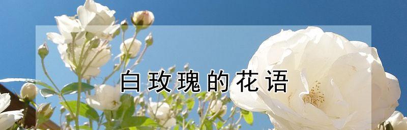 白色玫瑰花语——纯洁与真爱（探究白色玫瑰花的花语和象征意义）
