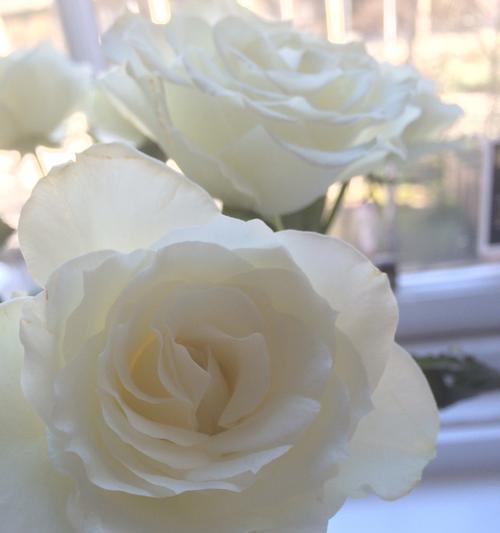 白玫瑰花语与寓意（探寻白玫瑰的含义，用花语传达你的情感）

