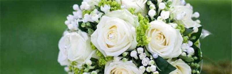 白玫瑰花语与寓意（探寻白玫瑰的含义，用花语传达你的情感）

