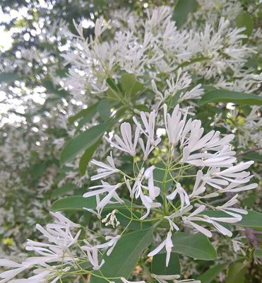 思念之花——紫罗兰（寄情于芳菲，怀念于花香）
