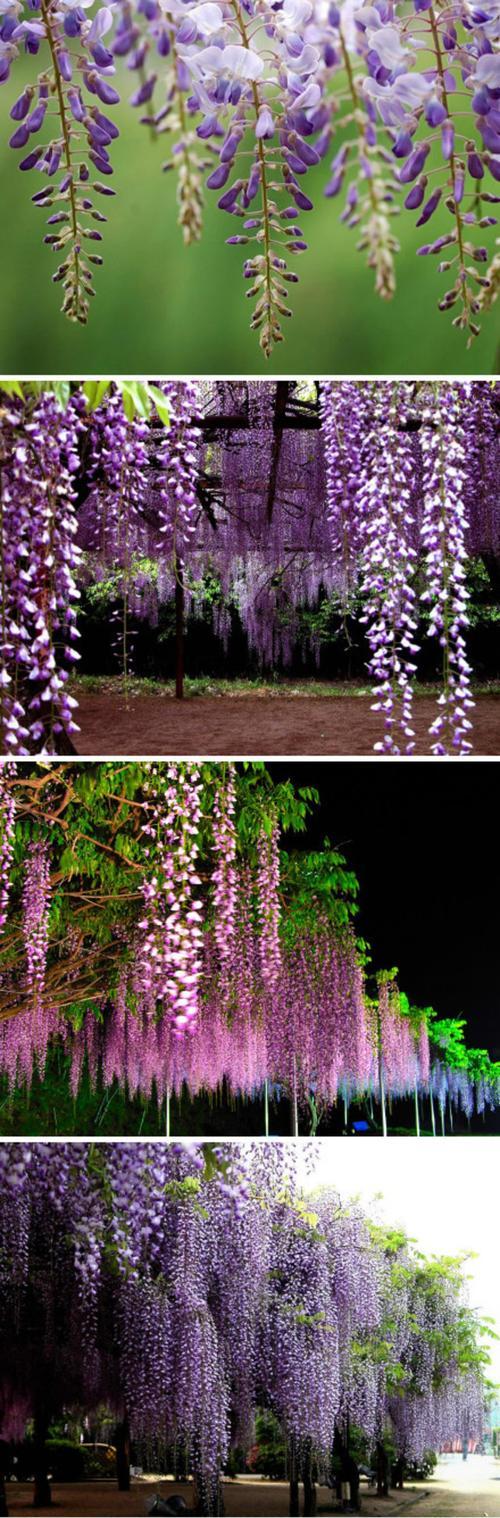 紫藤花的花语和寓意（探究紫藤花背后的含义）
