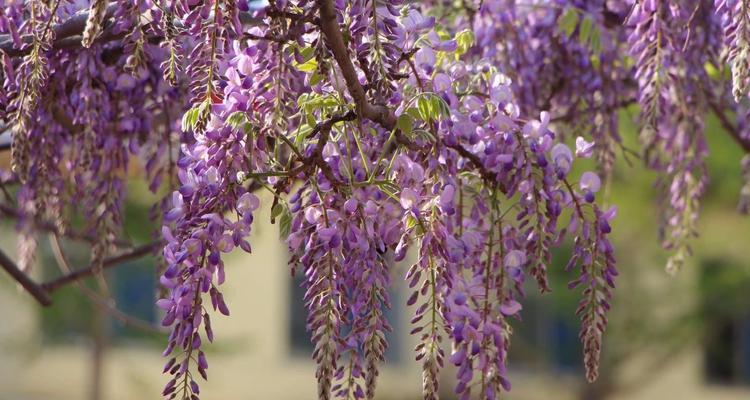 紫藤花的花语和寓意（探究紫藤花背后的含义）
