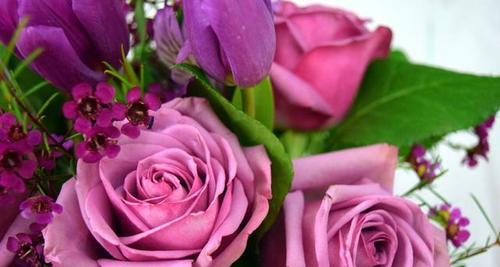 玫瑰花语大揭秘——情感、尊重、感激、祝福（解读玫瑰的深刻内涵，赋予它更多的意义）
