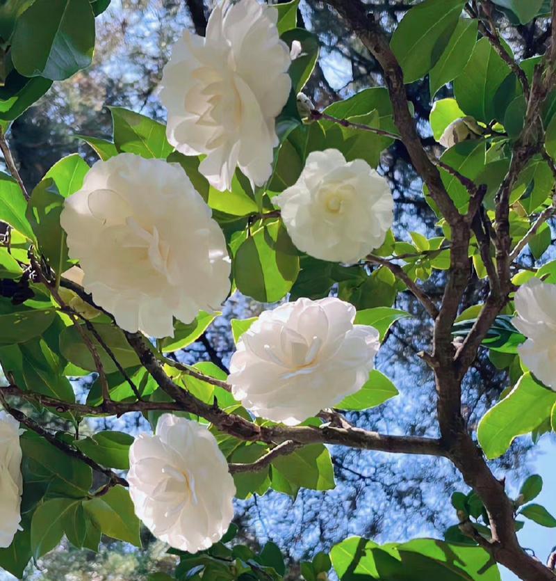 白山茶花的寓意与文化底蕴（揭秘白山茶花的花语、象征与传说）
