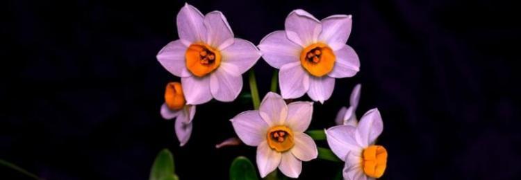 水仙花花语代表什么（了解水仙花的含义与象征，传递美好的情感）
