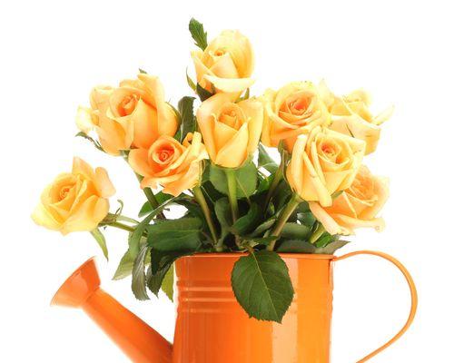 黄玫瑰的寓意——阳光的祝福（黄玫瑰的象征意义及赠送方式）
