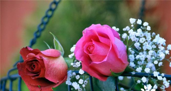 17朵玫瑰花语——爱情的真谛（探寻17朵玫瑰的象征意义，感受爱的深情）
