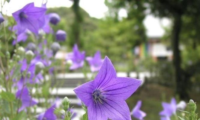 时钟花的花语（探寻时钟花开放的秘密）
