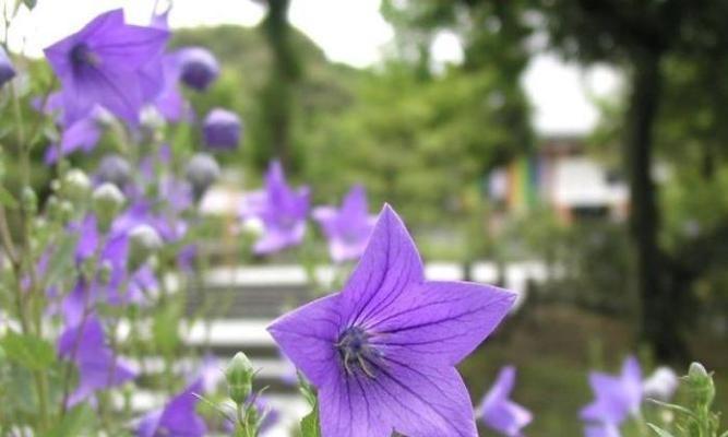 时钟花的花语（探寻时钟花开放的秘密）
