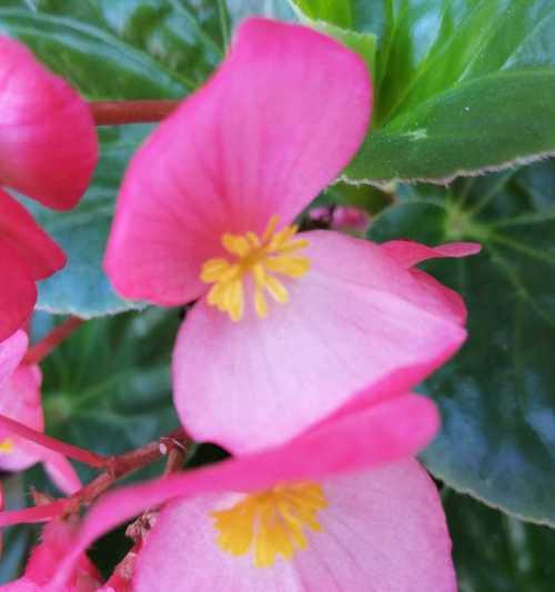 四季海棠——花语象征与寓意（揭示四季海棠的多彩花语与美丽寓意）

