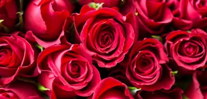 玫瑰花花语之颜色代表什么（探究不同颜色玫瑰花所传达的不同寓意）
