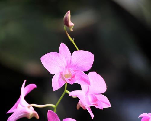 探究兰草花的花语（探寻兰草花所传达的情感和意义）
