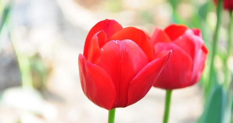 红色郁金香的花语（赤诚、激情、爱情的象征）
