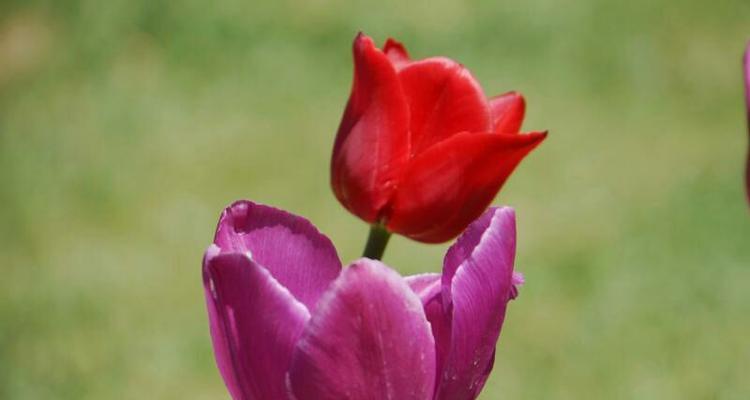 红色郁金香的花语（赤诚、激情、爱情的象征）
