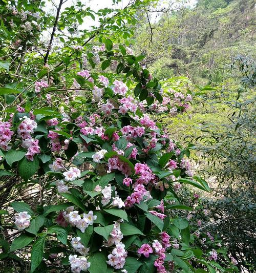 锦带花的花语与含义（解读锦带花的8种寓意）
